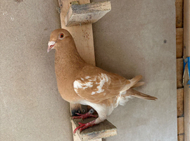 1 pigeon for sale