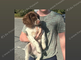 English Springer Spaniel