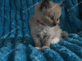Ragdoll pure bred kittens