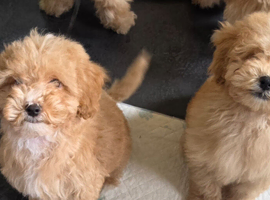 5 puppies left
