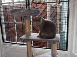 Bella- BSH for Rehoming! I can deliver her if that's any help.