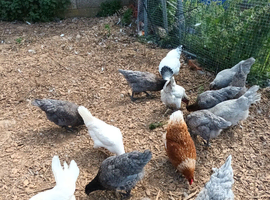 Blubelle pullets