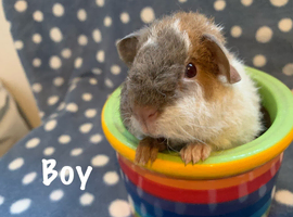 Beautiful home bred baby teddy Guinea pigs now available