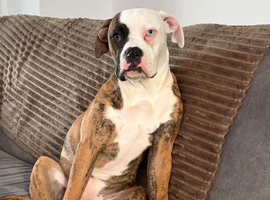 American bulldog