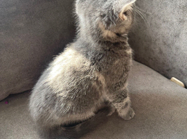 Last two beautiful kittens Ono