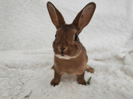 Mini rex rabbits