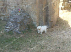 Bichon frise Ave female