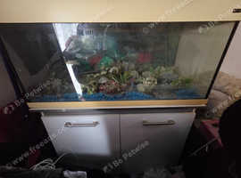 Large tropical fish tank for sale