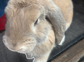 French lop male