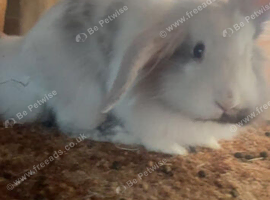 two adorable bunnies for sale