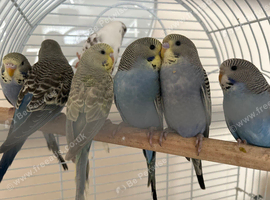Baby Budgies - Available Now