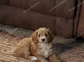 ️  READY NOW Stunning F1b Toy Cockapoo&rsquo;s ️