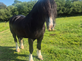 True reliable 15hh happy hacker for all the family