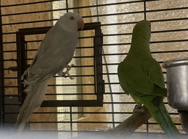 Young pair of ringneck parakeets