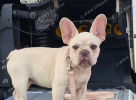 Female French bulldog