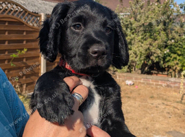 READY NOW Beautiful Sprocker puppies cocker