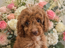 Cavapoos