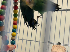 Love birds