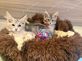 Main coon kittens