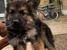Working Line German Shepherd Puppies