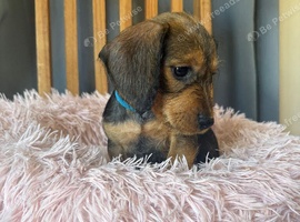 Wire haired dachshund x Jack Russell puppies