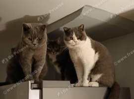 2 bsh boys 3 years old bonded pair