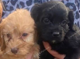 5 Beautiful Cockapoos ,
