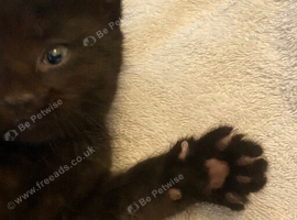 Cute kittens needing homes