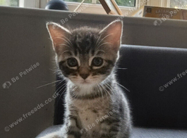 Adorable kittens almost ready to leave