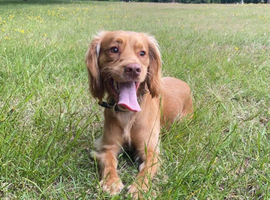 Proven kc cocker spaniel stud
