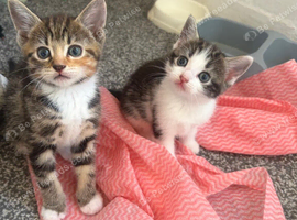 5 BEAUTIFUL KITTENS READY FOR THERE FOREVER HOME
