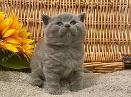 OUTSTANDING MARBLE BSH TEDDY BEAR BOY
