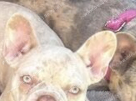 9 month old French bulldog male
