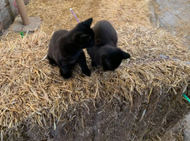 Pair of very loving and adorable farm kittens