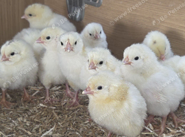 Pure Bred Light Sussex large fowl chicks