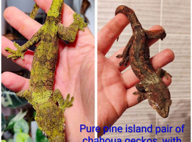 Pine island pi chahoua, leachianus and halmahera geckos