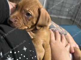 Bulldeaux 1 left