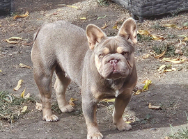 FEMALE BIG ROPE FRENCH BULLDOG (NEW SHADE)
