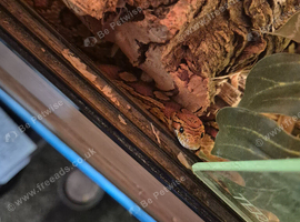 Ball python and corn snakes