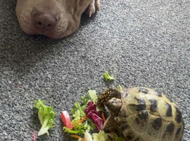Horsefield tortoise  (biscuits)
