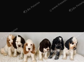 Beautiful full show cocker spaniels