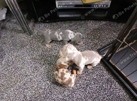 Miniature dschshunds