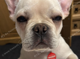 French bulldog
