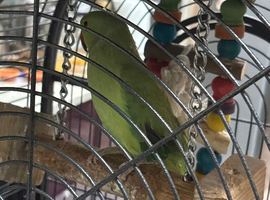 Indian ringneck for sale