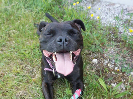 Brindle Staffy Dog Boy
