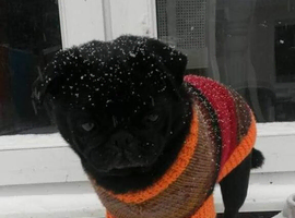 Female pug wanted