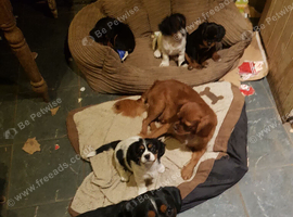 Gorgeous Cavalier Cross Puppies.