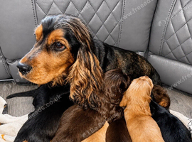 Sagrisieo&rsquo;s KC Show type Cocker Spaniels