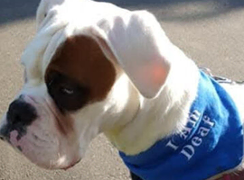 Boxer baby or young.. experienced home.