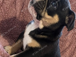 Beautiful English bulldog puppies